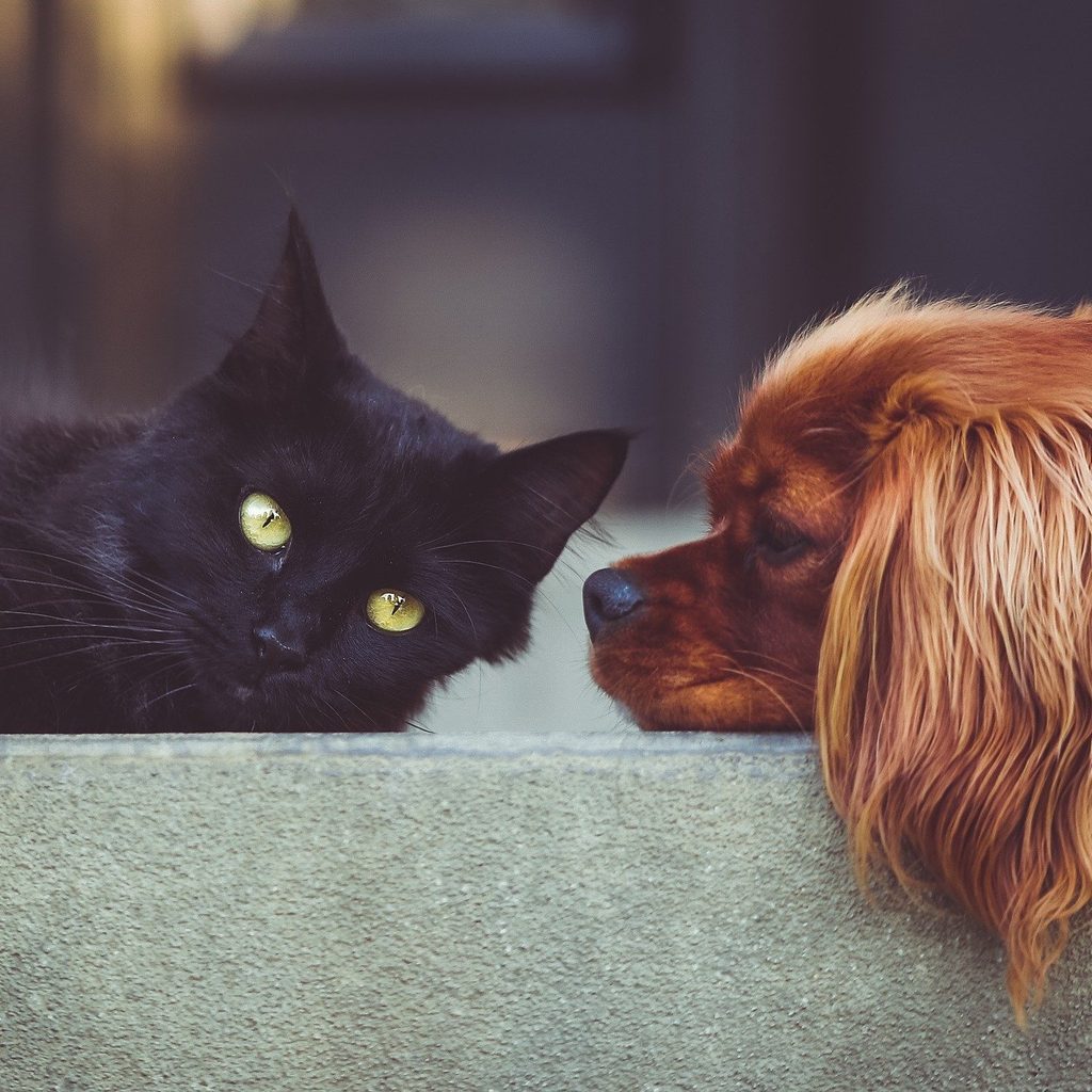 Dog sniffing at a black cat's ear