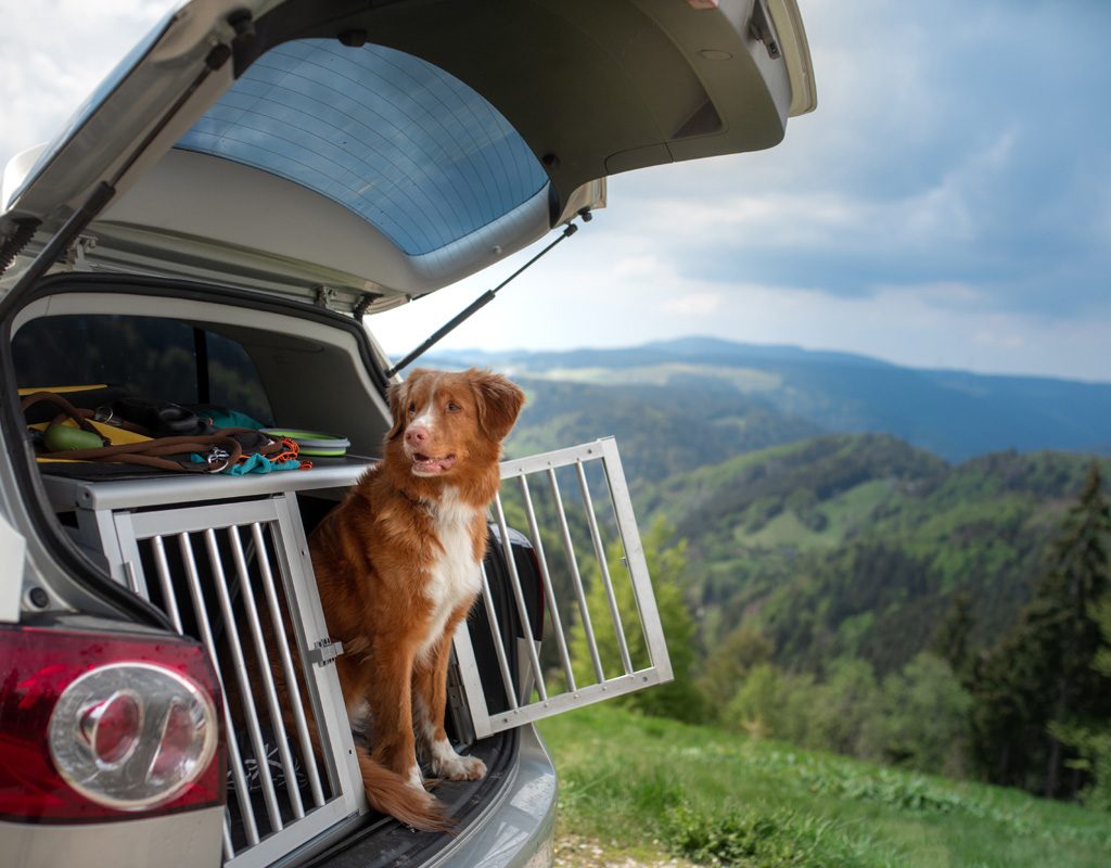 Dog standing at crate door in back of a car.