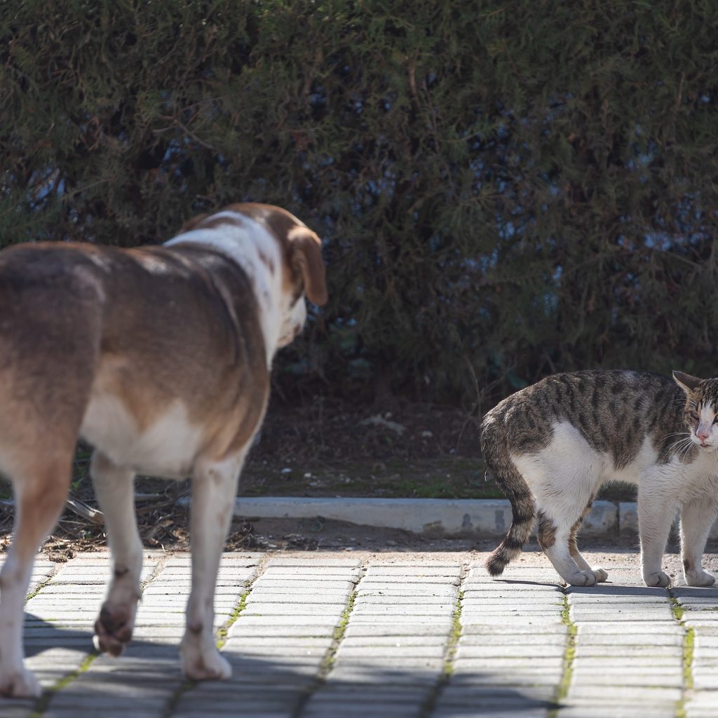 A large dog walks toward an unhappy cat near shrubbery