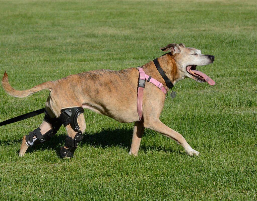 Dog with leg braces running in field.