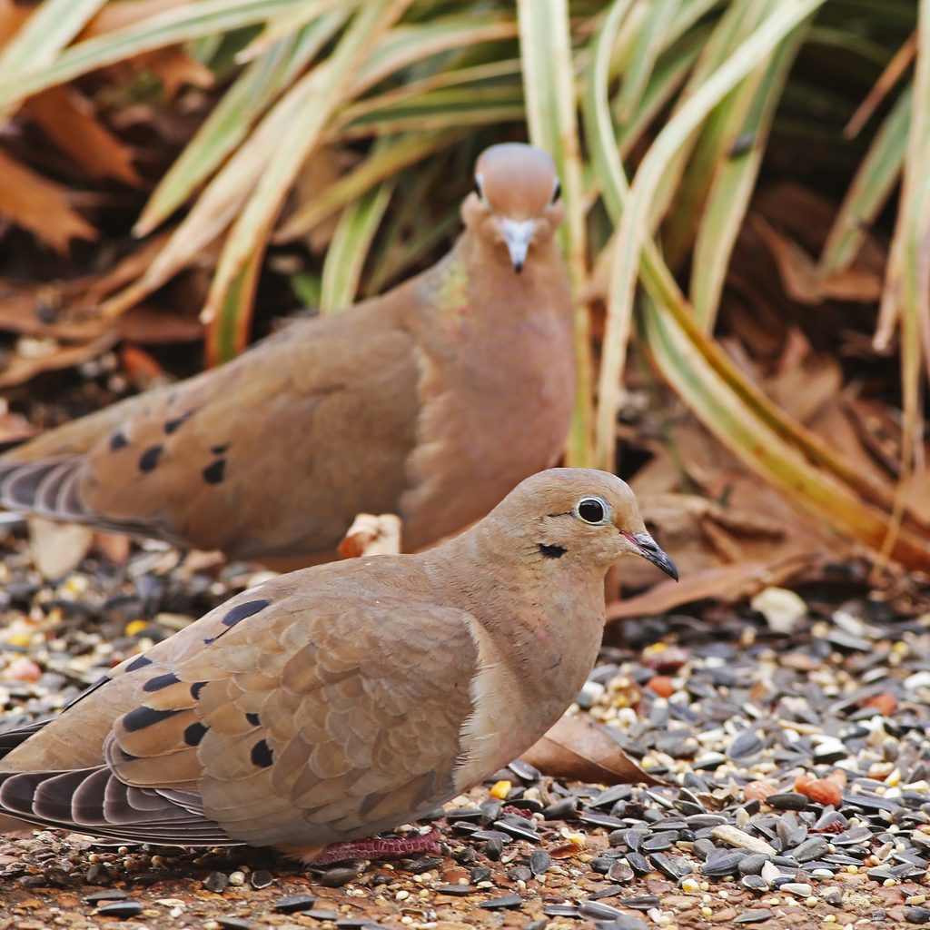 Doves eat seed off of the ground
