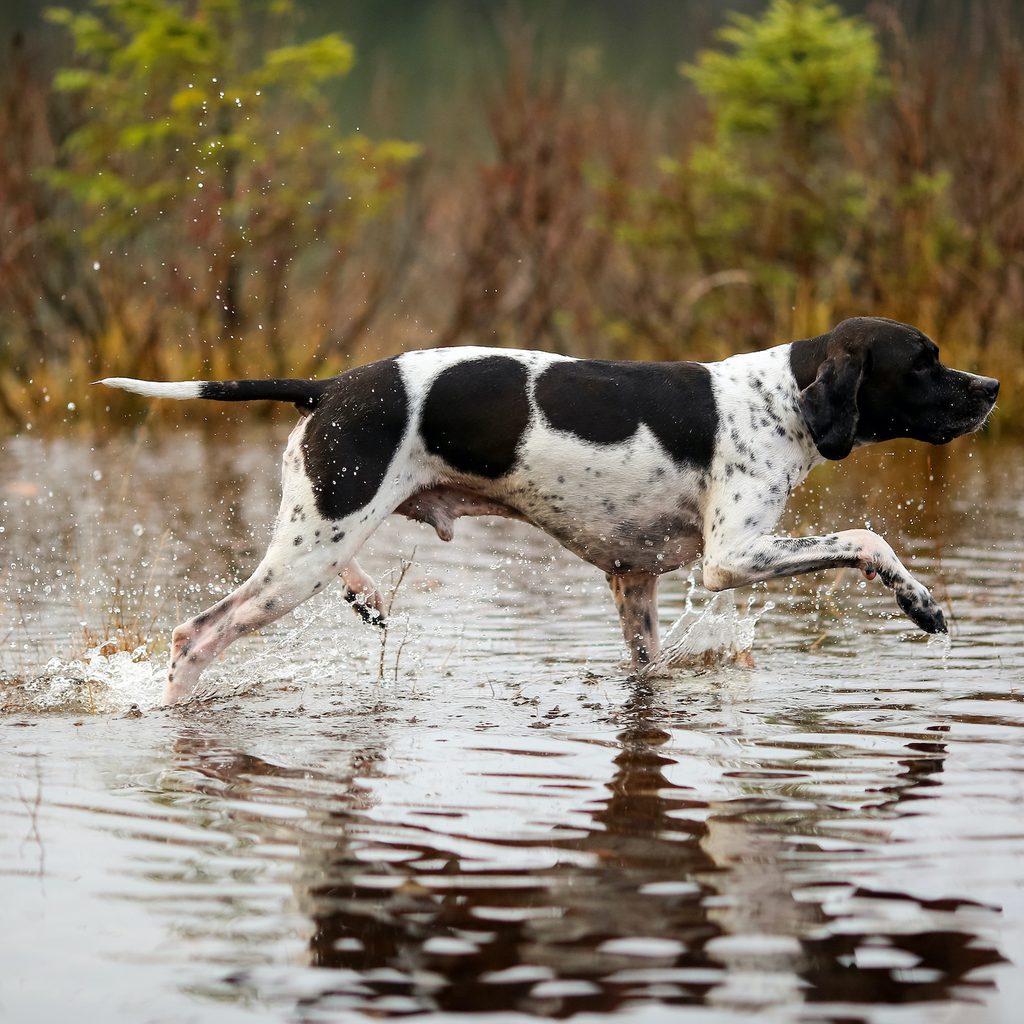 A Pointer runs through water