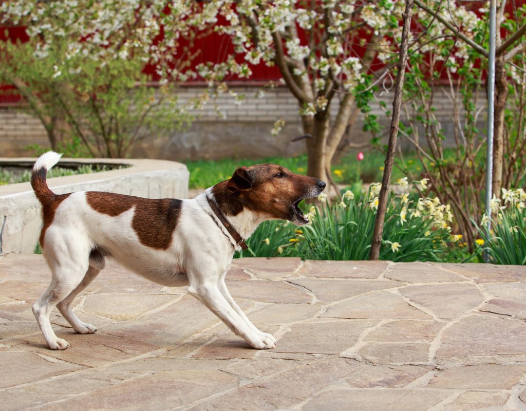 Fox terrier barking in the yard.
