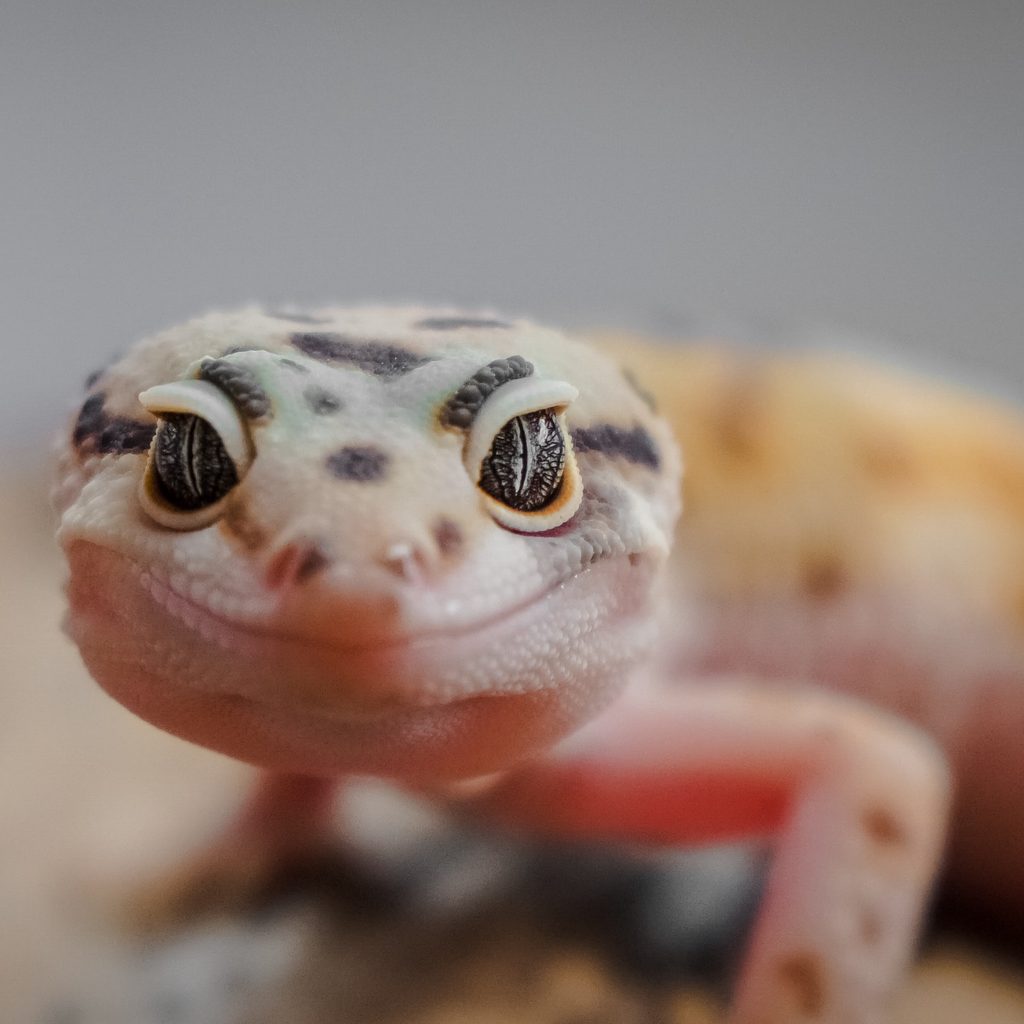 Gecko looks up at the camera