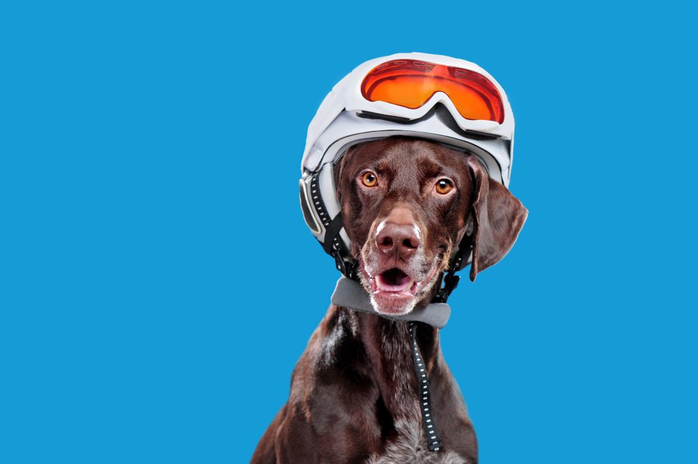 A German Pointer wearing a helmet and goggles photographed against a blue background.