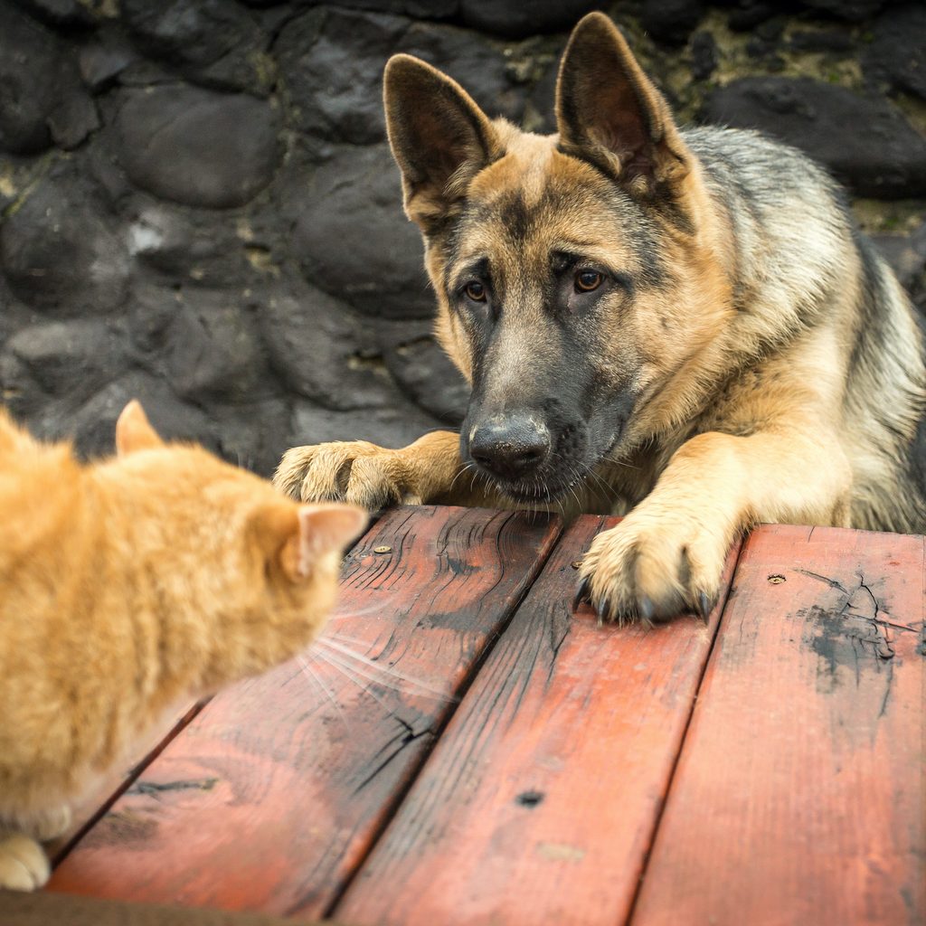 A German Shepherd corners a cat on a picnic table