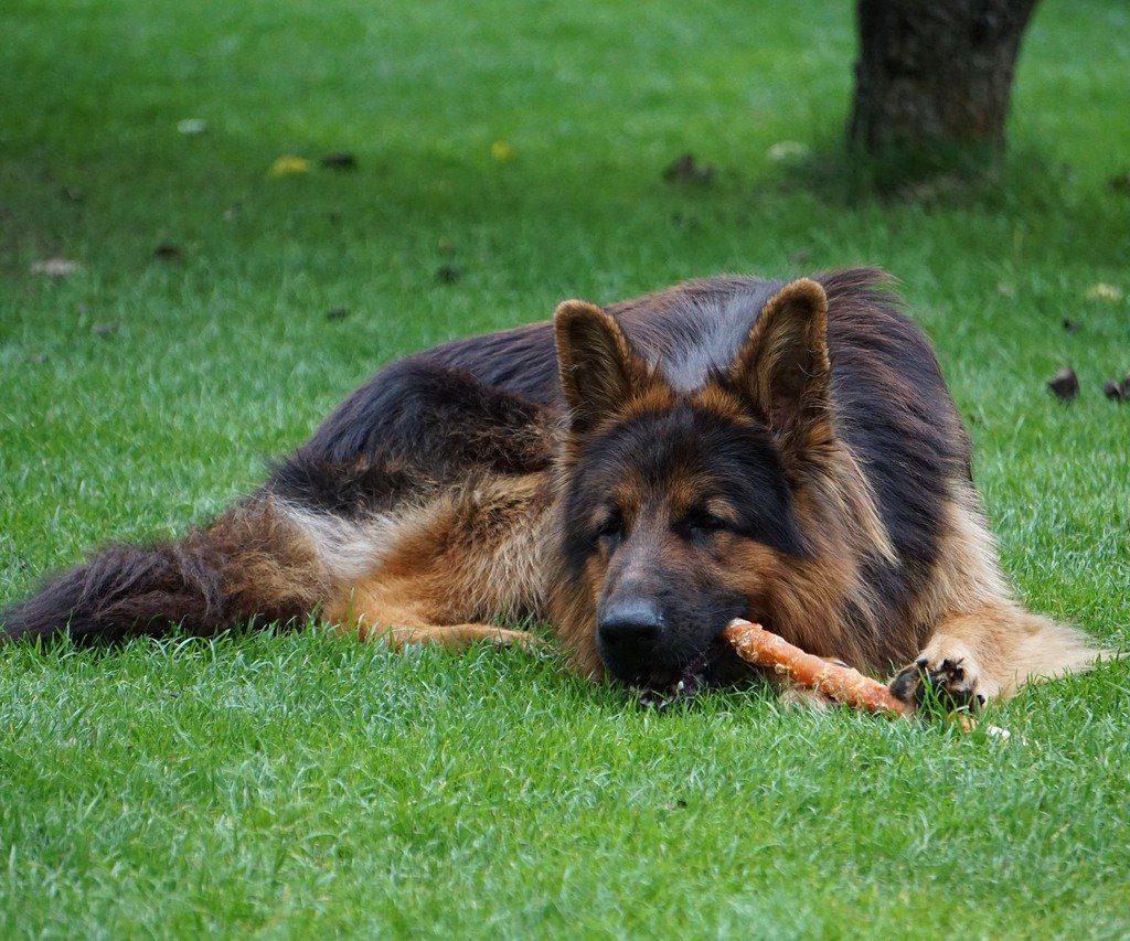 A German shepherd lies in the grass with a chew treat