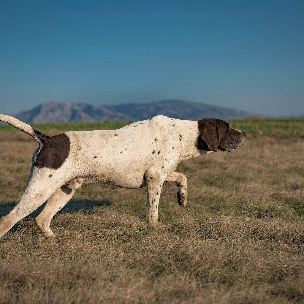 A German Shorthaired Pointer points while hunting in a field