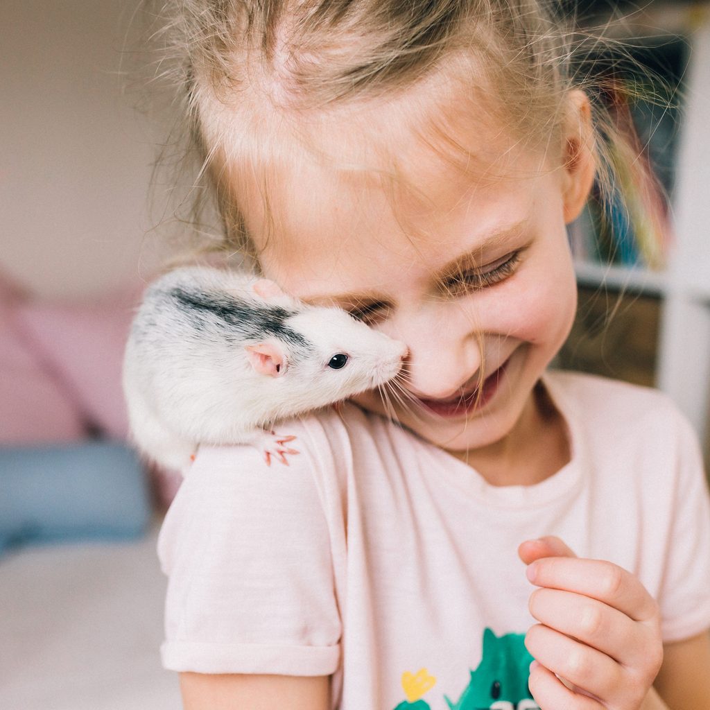 Pet rat sits on little girl's shoulder