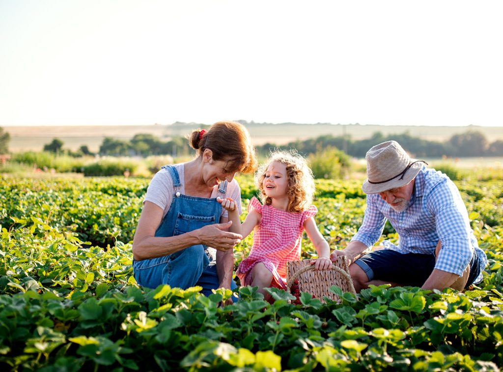 Grandparents and a little girl picking strawberries on a farm.
