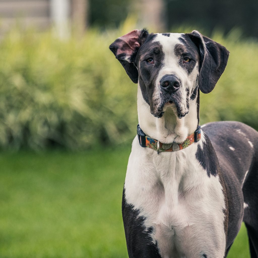 Tall black and white Great Dane staring at camera.