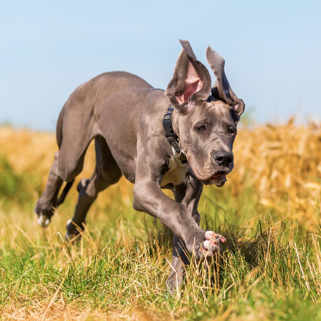 A Great Dane puppy runs in the grass