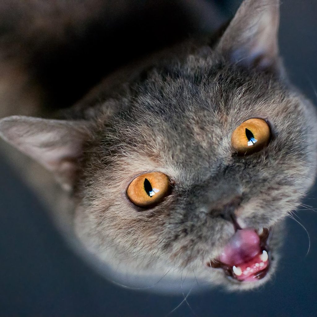Gray cat looking up at the camera and meowing