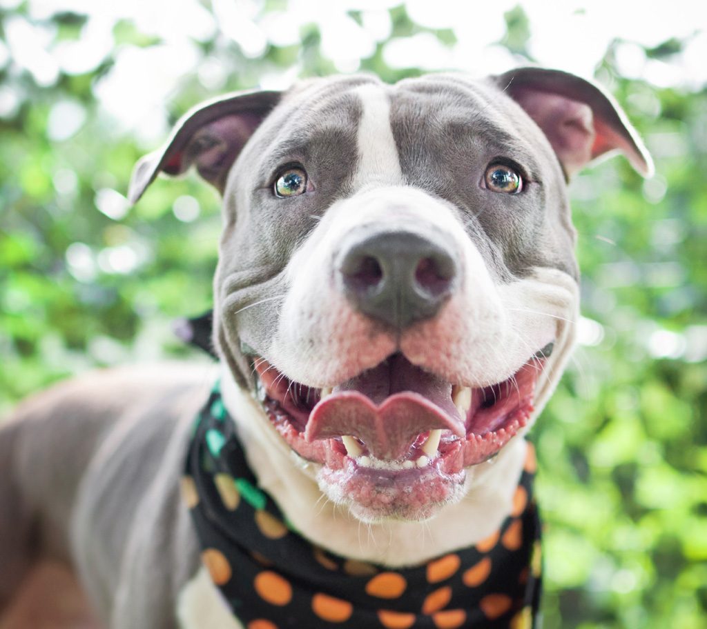 Happy pit bull wearing a bandana.
