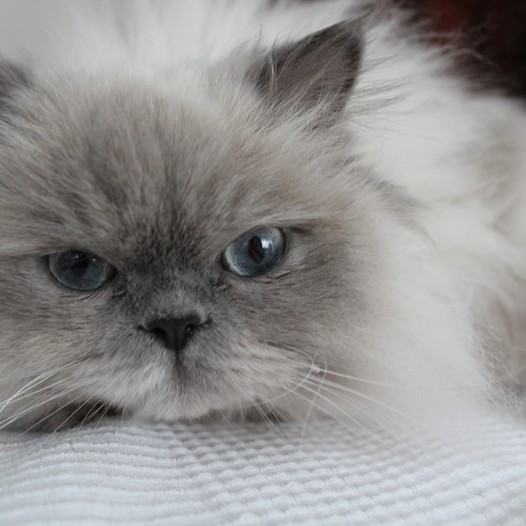 Himalayan cat lying on a white blanket