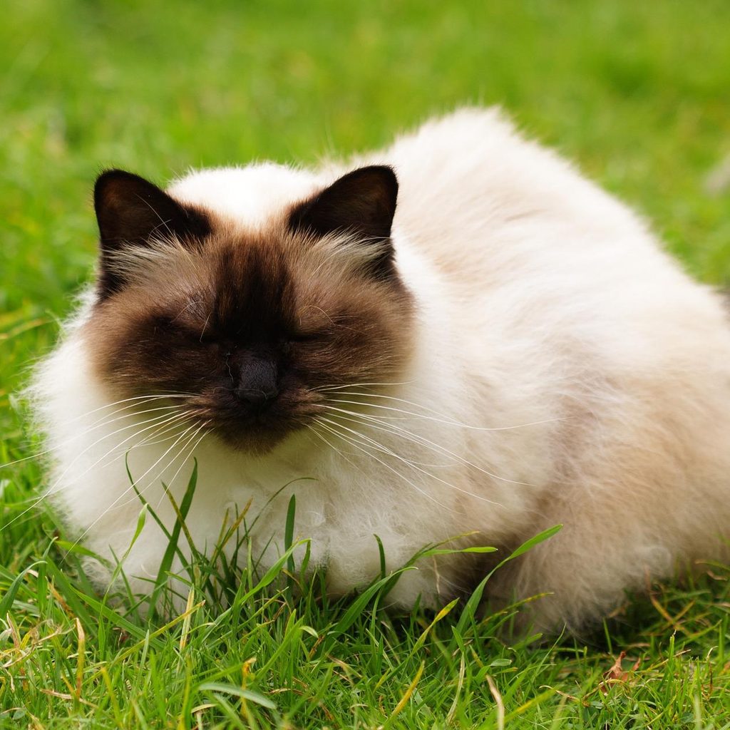 Himalayan cat sitting in a grassy yard
