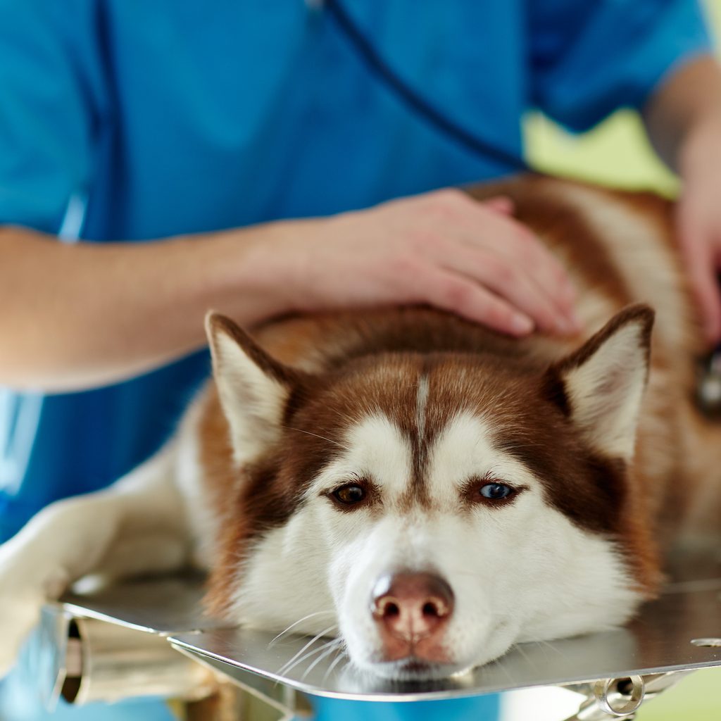 A Husky lies on a table while a vet examines them