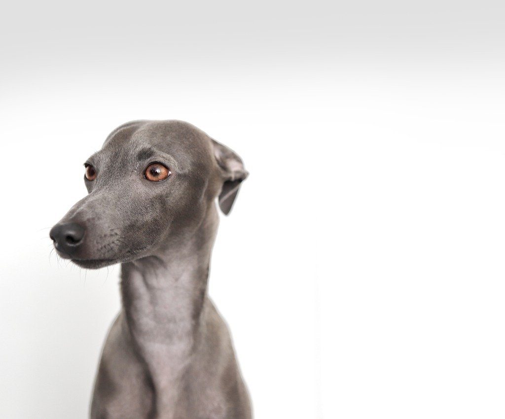 A gray Italian greyhound photographed in front of a white background
