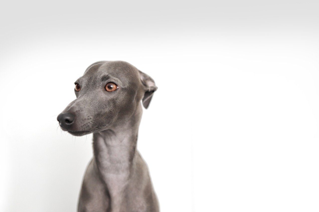 A gray Italian Greyhound photographed in front of an all white background.