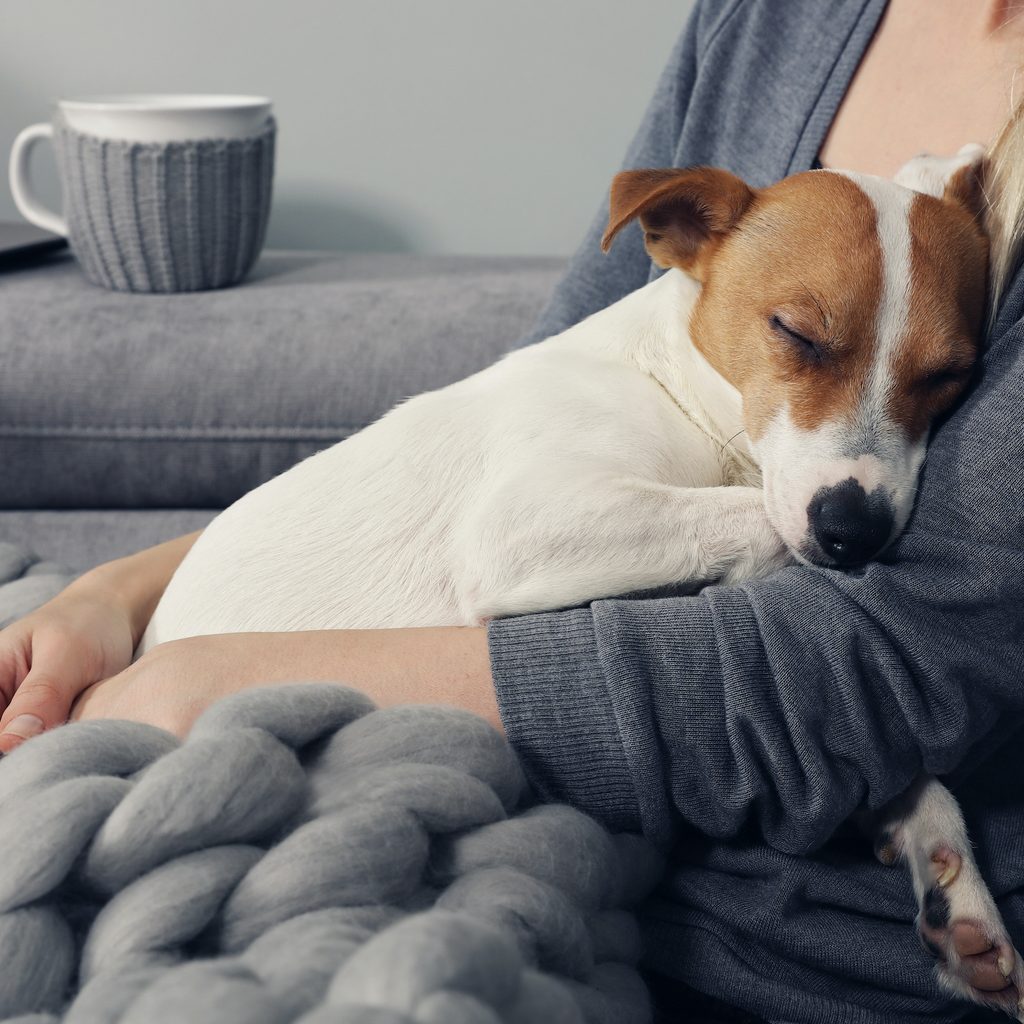 A sleeping Jack Russell terrier snuggles into the arms of a woman with a blanket on her lap
