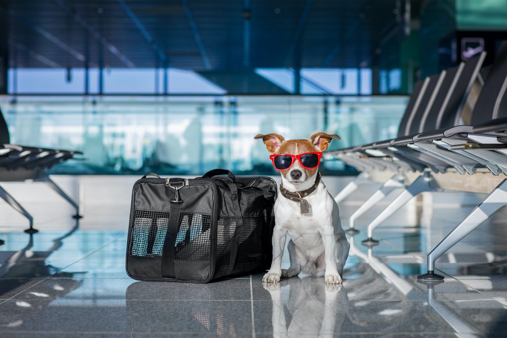 A Jack Russell Terrier wearing red sunglasses sits in an airport next to a pet carrier
