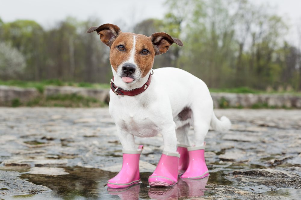A Jack Russell terrier stands in shallow water wearing pink boots.