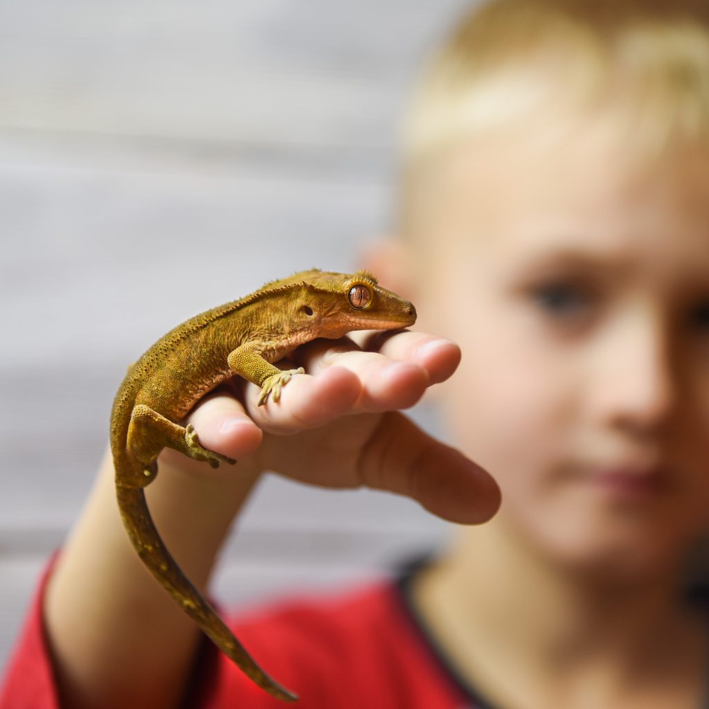 Boy holds his gecko in front of him