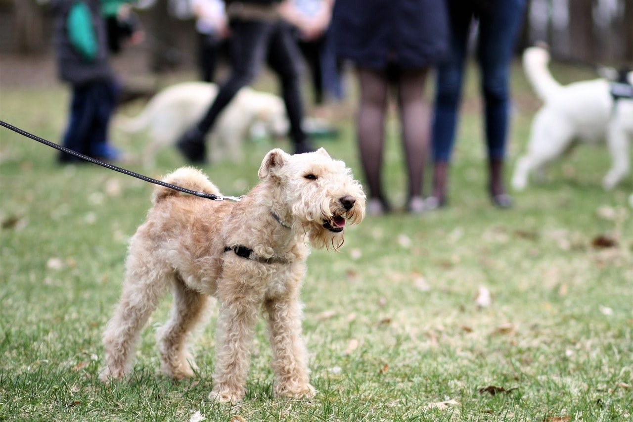A leashed dog stands in the grass at a dog park.