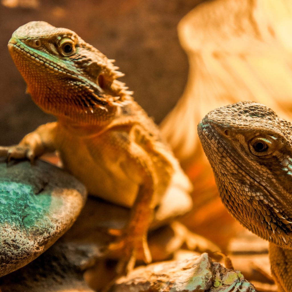 Two bearded dragons sunning