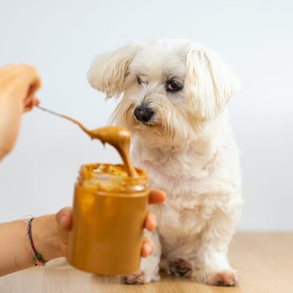 Maltese dog watches-owner spoon peanut butter