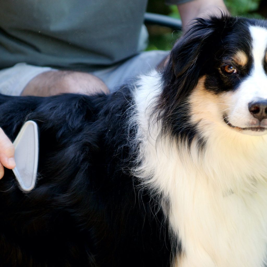 A man combs an Australian Shepherd with a slicker brush