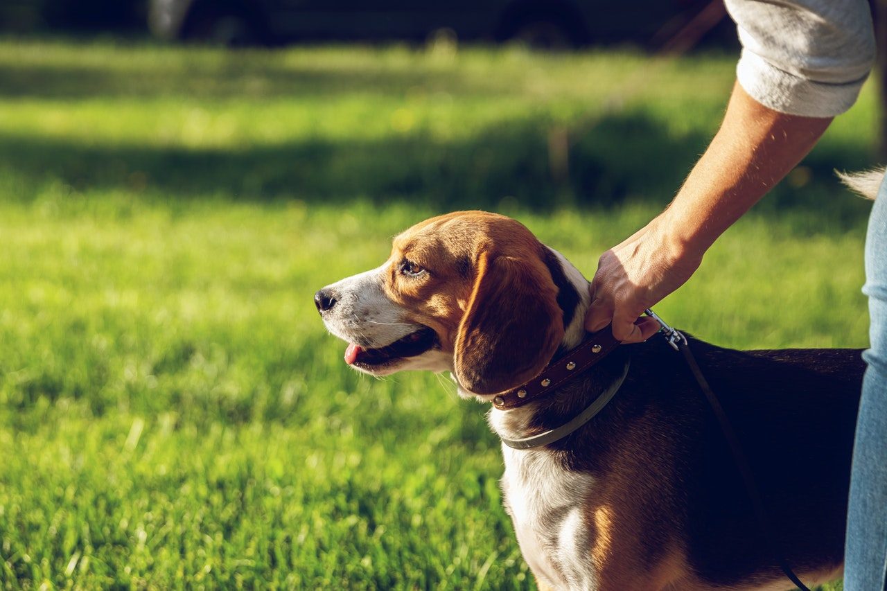 A man clips a leash on a beagle's collar.