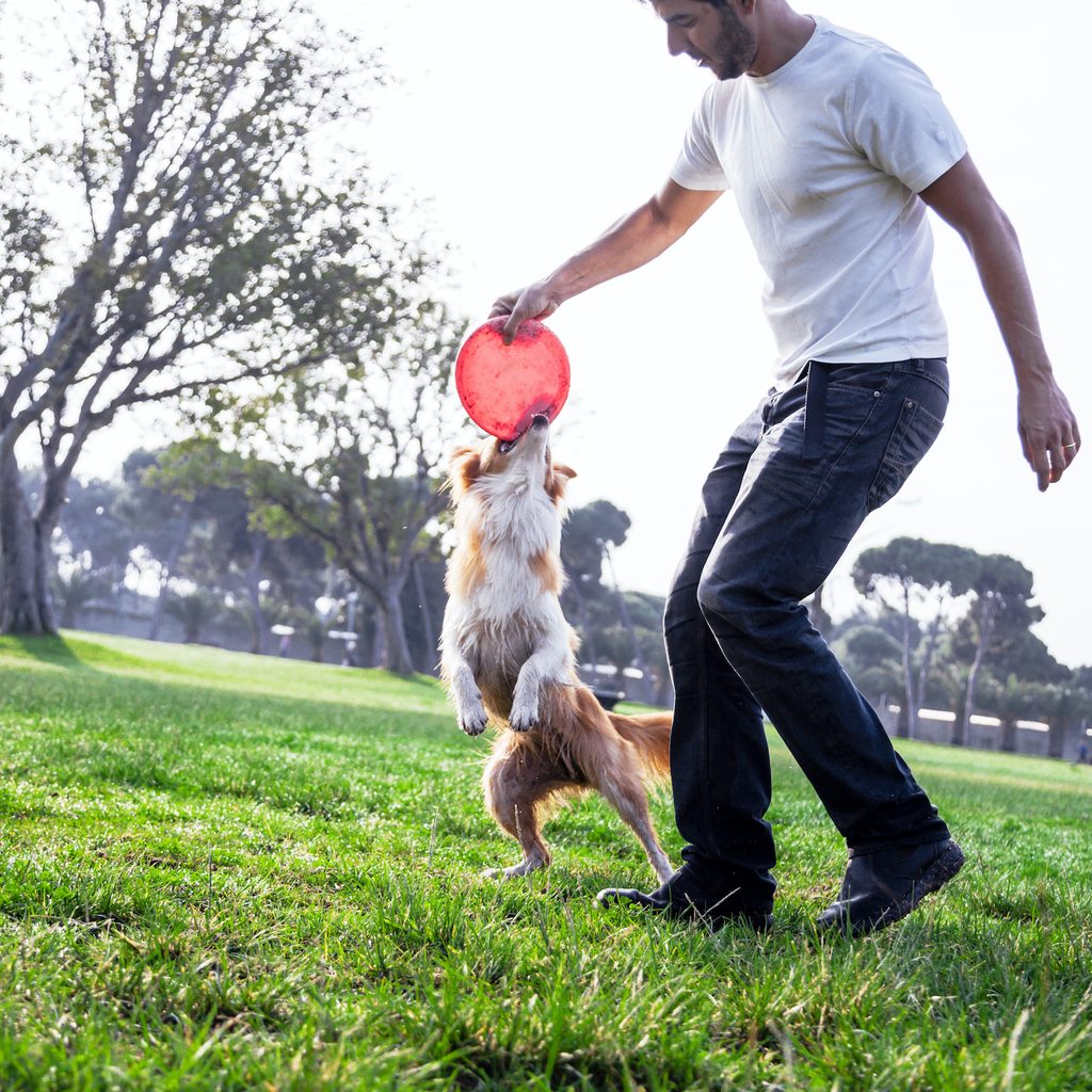 A man and his Border Collie tug on a frisbee in the park