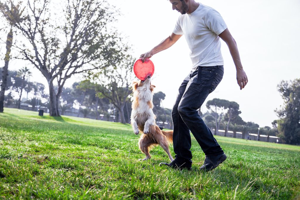 A man and his Border Collie tug on a frisbee in the park