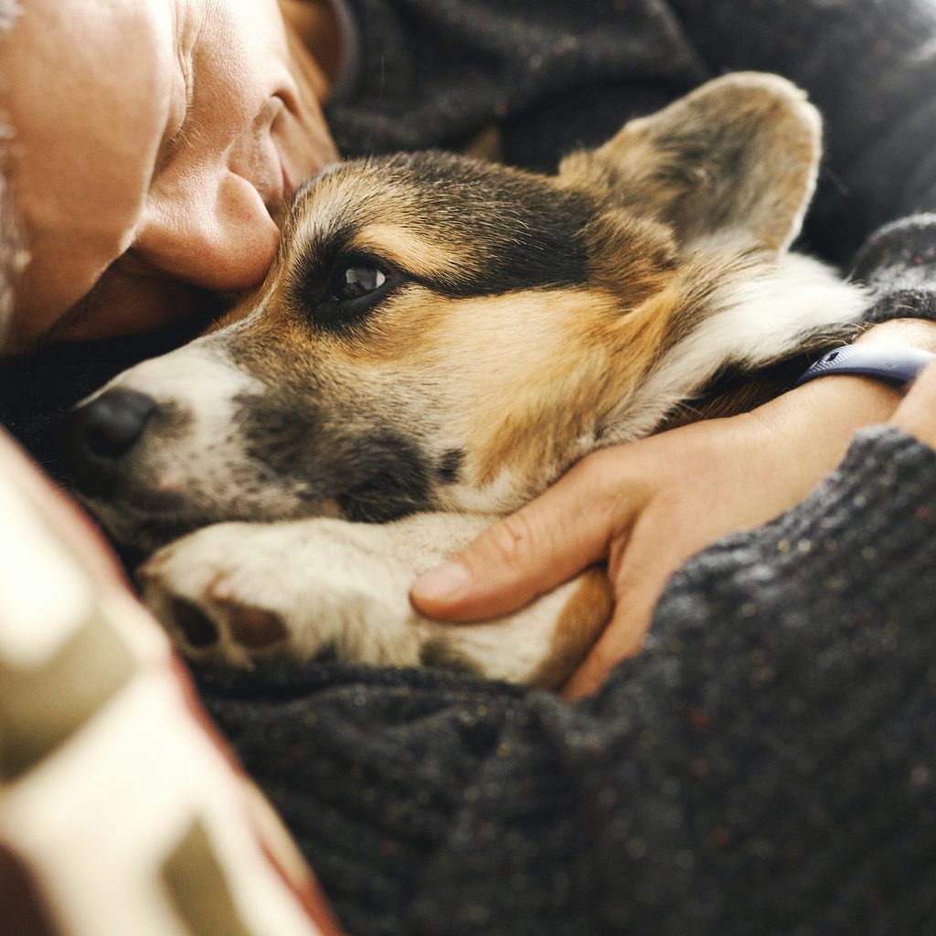 man snuggles corgi