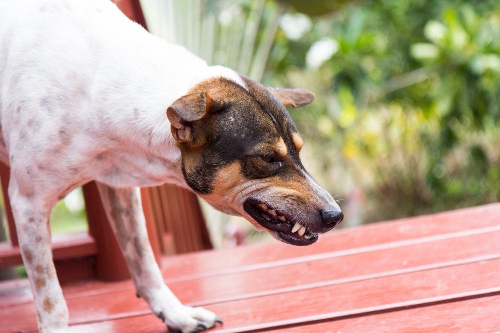 A snarling mixed breed dog stands on top of a wooden porch.