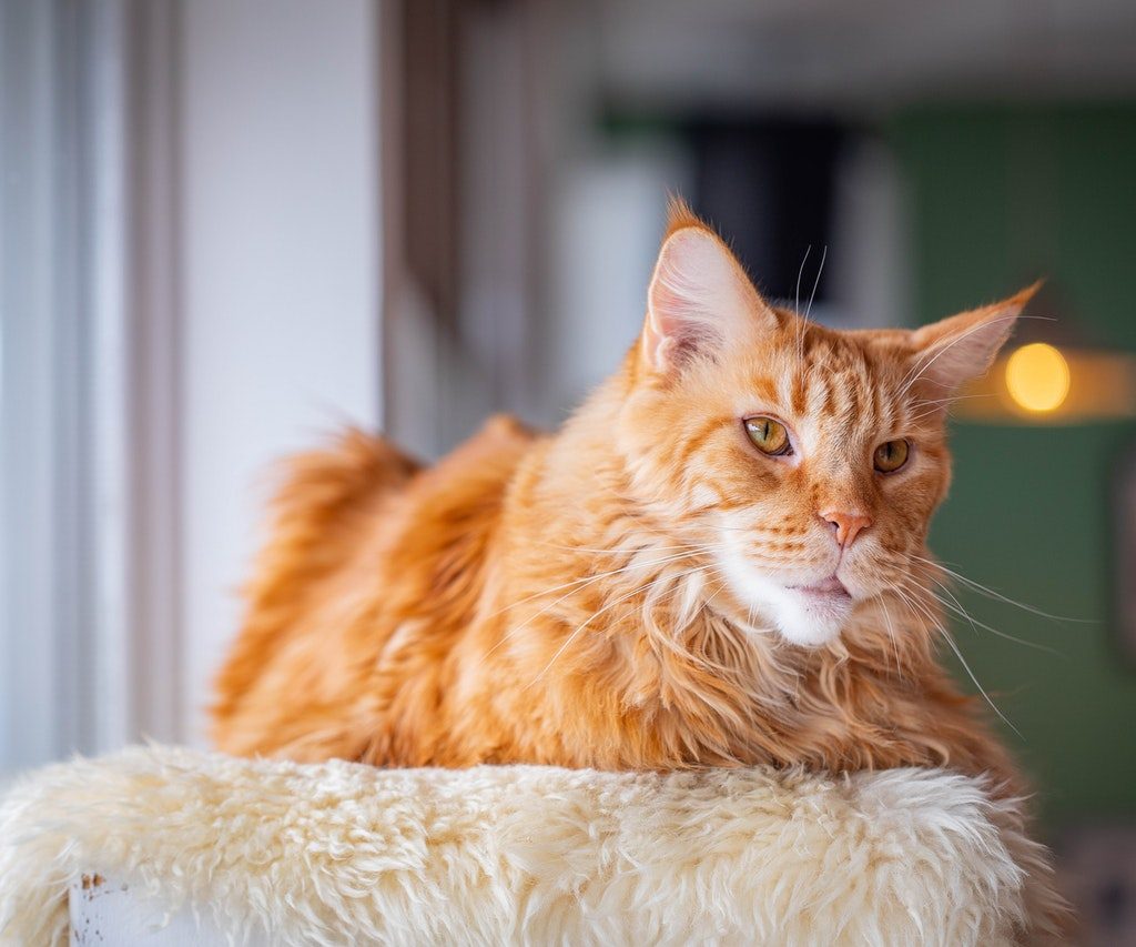 Maine Coon cat sits on a perch watching