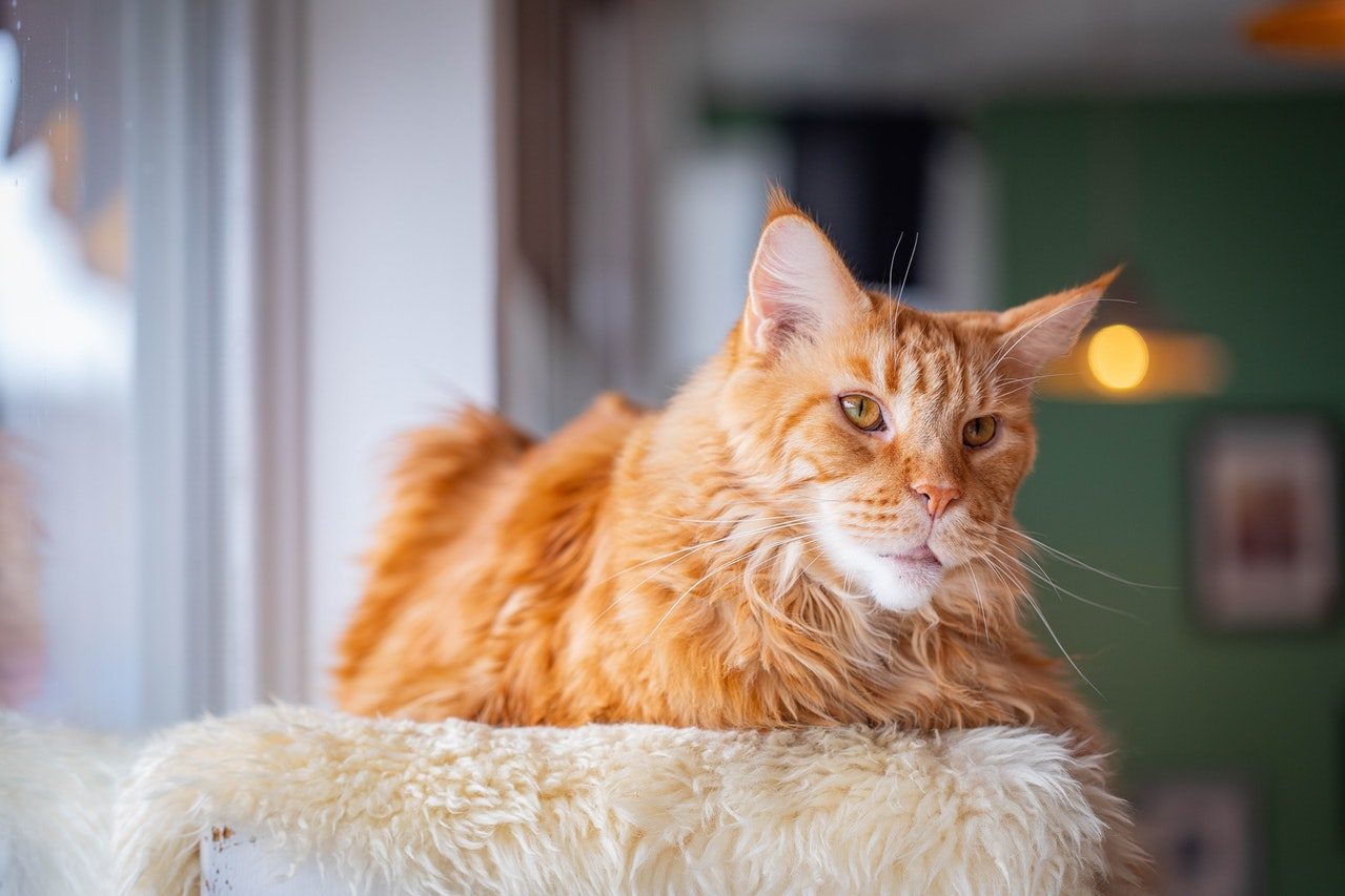 An orange and white Maine Coon cat lies on a beige faux fur perch.