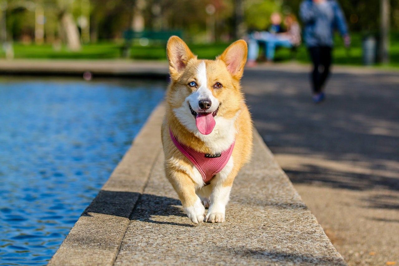 An adorable, parti-eyed corgi wearing a coral-red harness walks near a fountain.