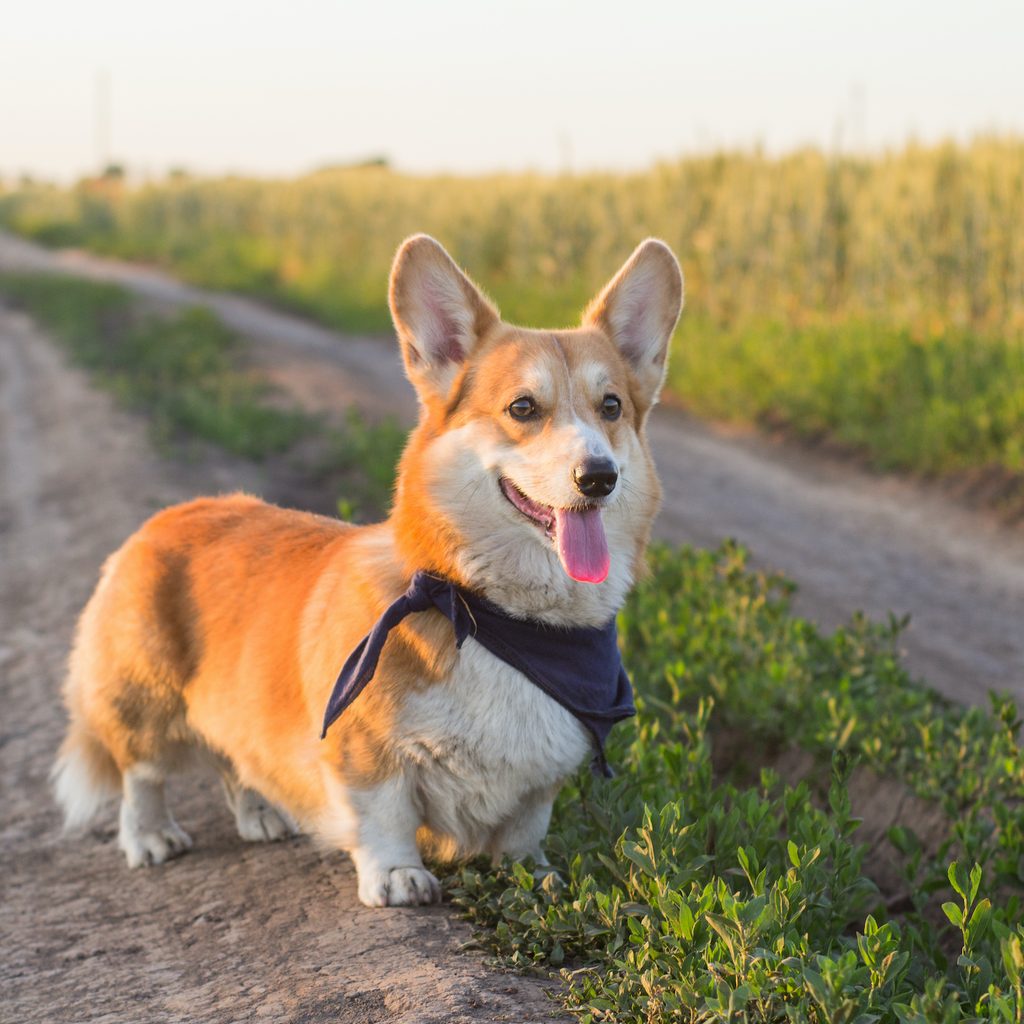 A Pembroke Welsh Corgi stands on an outdoor path