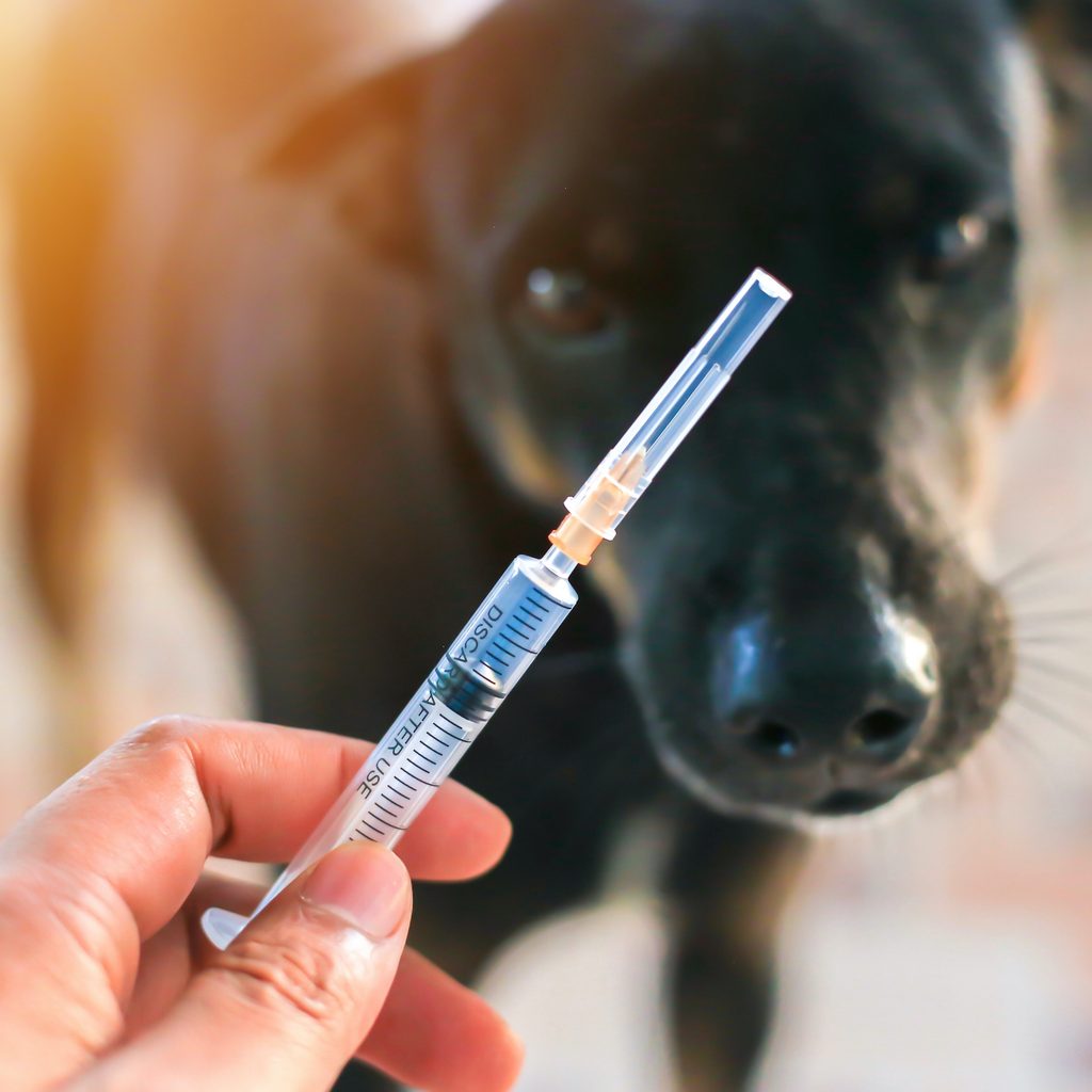 Someone holds a vaccine syringe as a black dog waits in the background