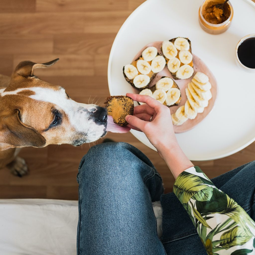 A person shares peanut butter toast with their dog