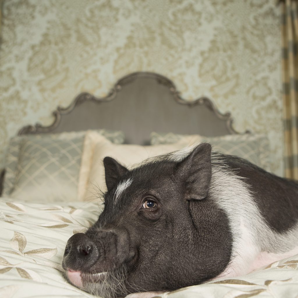 Pet pig sleeps on a large bed in her home