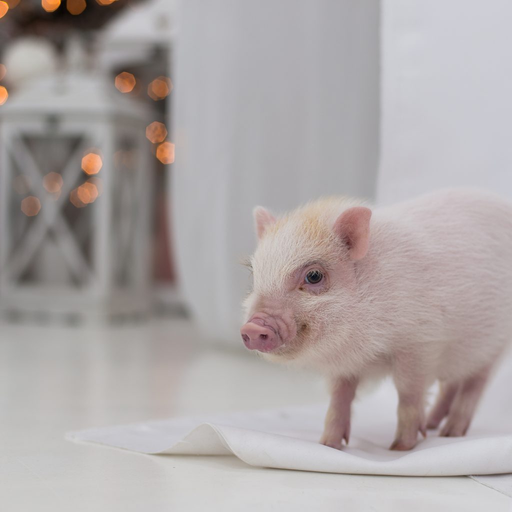 Piglet sits on a towel in her house