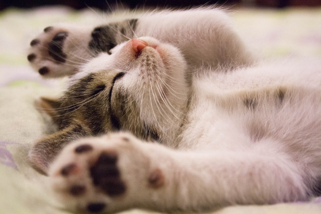 A kitten with a pink nose sprawls on her back with her paws over her head.