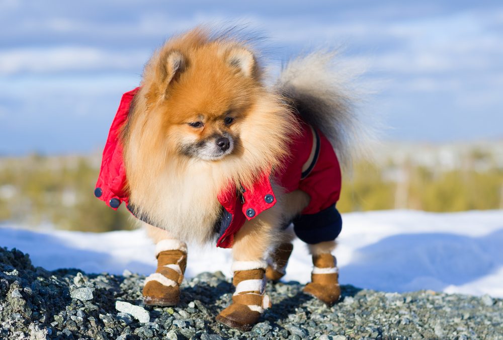 A Pomeranian standing on rocks wears a red coat and brown boots.