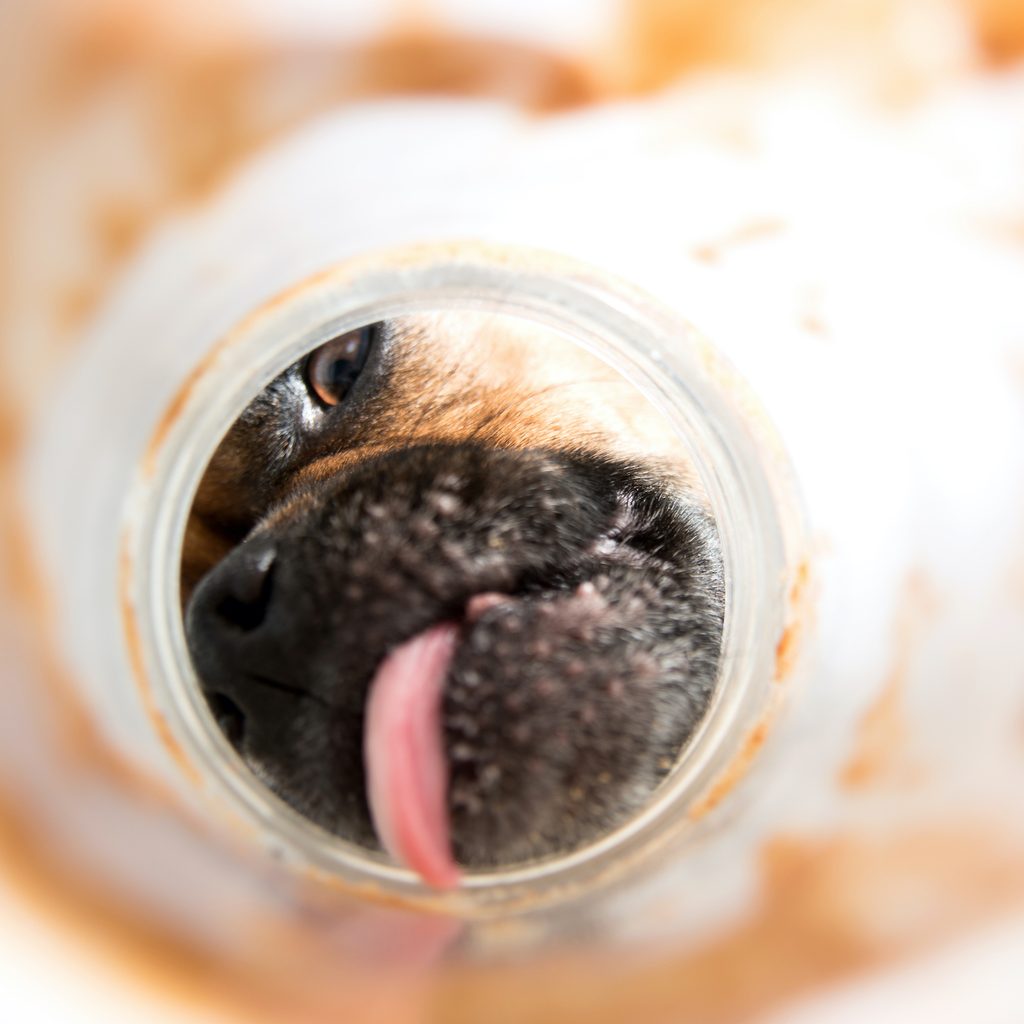 Closeup of a dog's face and tongue licking the inside of a peanut butter jar