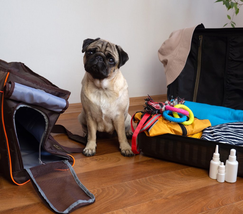 Pug sitting near luggage and a pet carrier.