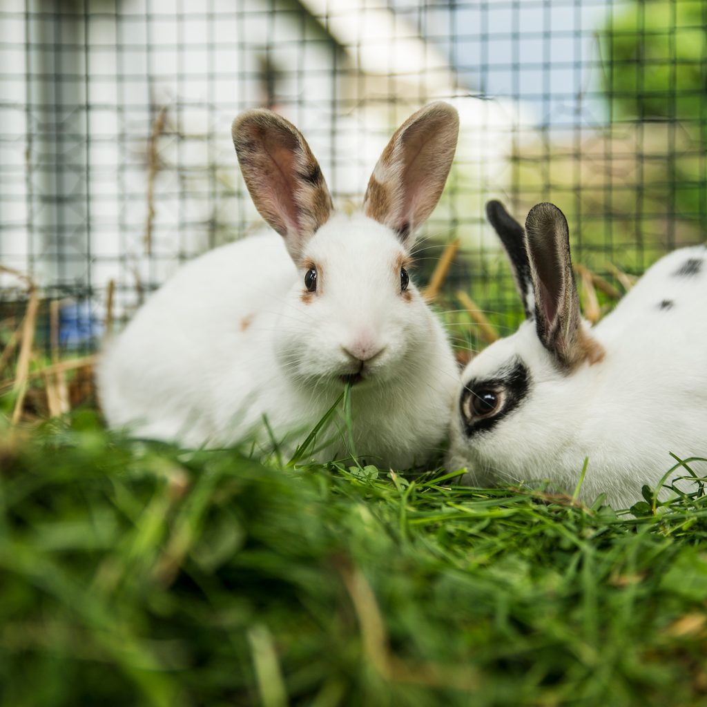 Two rabbits sit happily outside in their hutch
