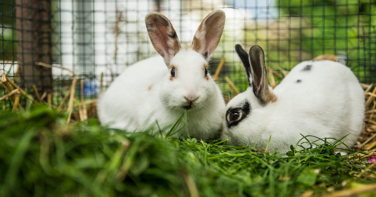 Can my Rabbit Live Outside? Not Without the Right Hutch | PawTracks
